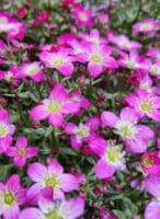Saxifraga Touran Pink